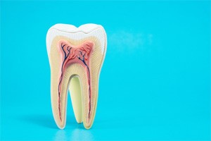 Cross section of tooth showing its root canals